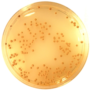 Dichloran-Glycerol-Agar